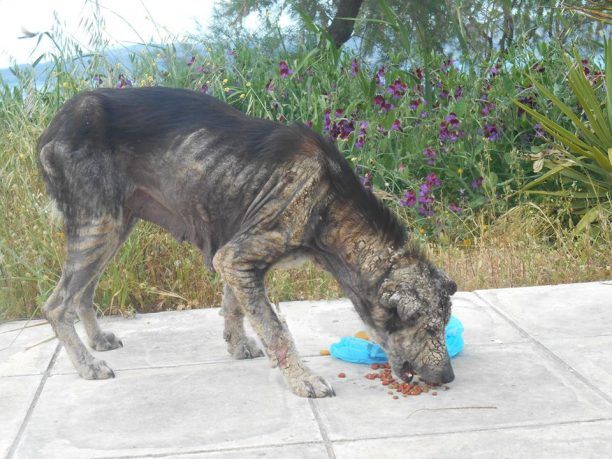 Έκκληση για τον άρρωστο σκύλο που περιφέρεται στον Ωρωπό