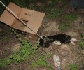 Σπερχογεία Μεσσηνίας: Βρήκαν το κουτάβι νεκρό κρεμασμένο σε μια ελιά