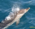 Προσπαθούν να σώσουν το δελφίνι που κινδυνεύει από τον πλαστικό δακτύλιο