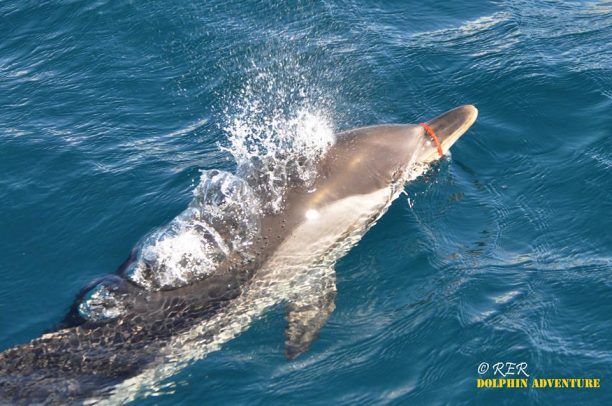 Προσπαθούν να σώσουν το δελφίνι που κινδυνεύει από τον πλαστικό δακτύλιο