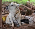 Ποινή – «χάδι» για την κακοποίηση και την εξαφάνιση των σκυλιών στον Σταυρό Δράμας