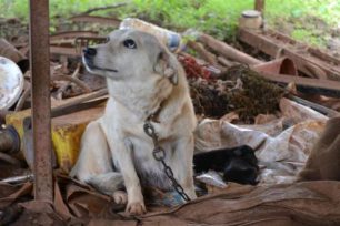 Ποινή – «χάδι» για την κακοποίηση και την εξαφάνιση των σκυλιών στον Σταυρό Δράμας