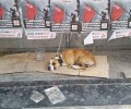 Έδεσε και εγκατέλειψε τον σκύλο στον σταθμό του Ο.Σ.Ε. στην Θεσσαλονίκη;