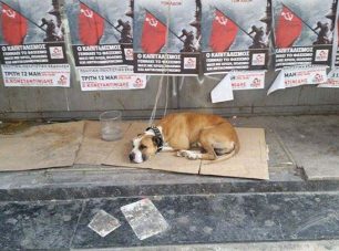Έδεσε και εγκατέλειψε τον σκύλο στον σταθμό του Ο.Σ.Ε. στην Θεσσαλονίκη;