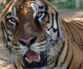Ο τίγρης των Τρικάλων αναρρώνει και ο Δημ. Ζωολογικός Κήπος αλλάζει μορφή