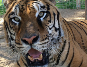 Πέθανε η μια τίγρης που ζούσε αιχμάλωτη στον Δημοτικό Ζωολογικό Κήπο Τρικάλων