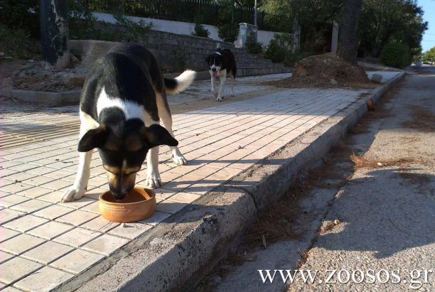 Όποιος ταΐζει αδέσποτα δεν έχει ευθύνη για τις αντιδράσεις των ζώων!