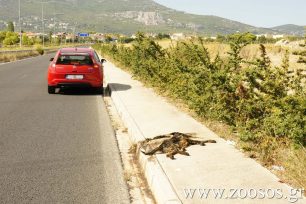 Χανιά: Κατήγγειλαν τον οδηγό που παρέσυρε και σκότωσε τον σκύλο