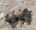 Βρήκε αποκεφαλισμένο και ακρωτηριασμένο νεκρό σκύλο στον Βοτανικό