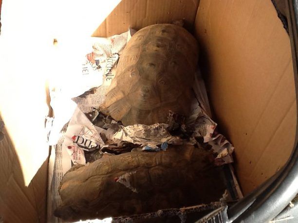 Βρήκαν 47 χελώνες ζωντανές αιχμάλωτες σε μονοκατοικία στο Νέο Ψυχικό