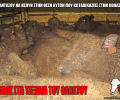 Φρικτά βασανιστήρια υπομένουν τα ζώα που εξάγονται μέχρι να σφαγιαστούν