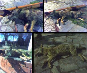 Ατιμώρητοι οι δράστες που σκότωσαν και κρέμασαν τον λύκο στους Στάβλους Ευρυτανίας