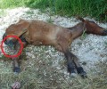 Η Διεύθυνση Κτηνιατρικής Ηπείρου ευθανάτωσε το ακρωτηριασμένο αλογάκι στη Ζίτσα Ιωαννίνων