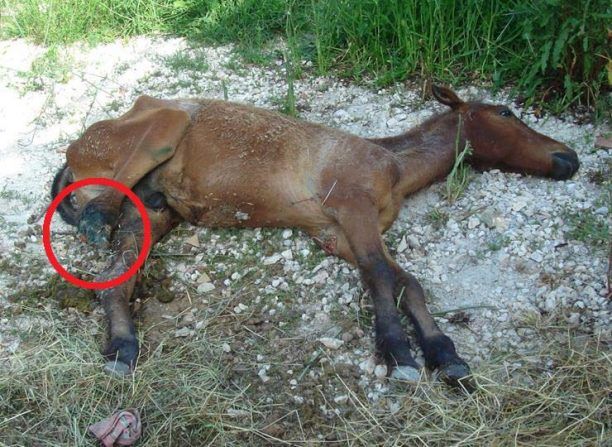 Η Διεύθυνση Κτηνιατρικής Ηπείρου ευθανάτωσε το ακρωτηριασμένο αλογάκι στη Ζίτσα Ιωαννίνων