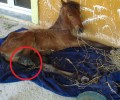 Εξαφάνισαν το ακρωτηριασμένο άλογο που κείτονταν αβοήθητο στον Δήμο Ζίτσας Ιωαννίνων