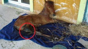 Εξαφάνισαν το ακρωτηριασμένο άλογο που κείτονταν αβοήθητο στον Δήμο Ζίτσας Ιωαννίνων