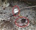 Ανάβρα Καρδίτσας: Σκότωσαν τους νεοσσούς και κατέστρεψαν την φωλιά των πελαργών