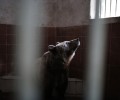 Καρέ – καρέ η μεταφορά των αρκούδων και των λύκων από τον Δημοτικό Ζωολογικό Κήπο στον ΑΡΚΤΟΥΡΟ
