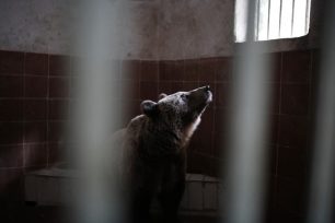 Καρέ – καρέ η μεταφορά των αρκούδων και των λύκων από τον Δημοτικό Ζωολογικό Κήπο στον ΑΡΚΤΟΥΡΟ