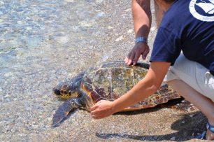 Σάμος: Έσωσαν την χελώνα που κινδύνευε επειδή είχε φράξει ο οισοφάγος της