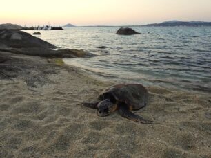 Δύο νεκρές καρέττα στη Νάξο, η μία μαχαιρωμένη!