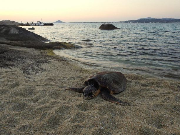 Δύο νεκρές καρέττα στη Νάξο, η μία μαχαιρωμένη!