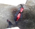 Χανιά: Κατήγγειλε τον ταβερνιάρη που μαχαίρωσε τον σκύλο του και παραδέχτηκε κυνικά την πράξη του