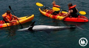 Σάμος: Το δελφίνι προστάτευε το νεκρό σύντροφο του για να μην φάνε οι θηρευτές το πτώμα του!