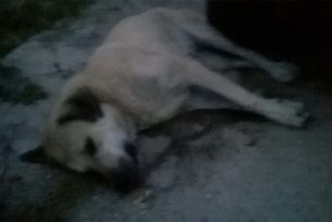 Γατιά και σκυλιά δηλητηριάστηκαν με φόλες στα Νέα Ρόδα Χαλκιδικής του Δήμου Αριστοτέλη