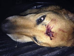Πυροβόλησε στο κεφάλι και εκτέλεσε δύο σκυλιά σε περιφραγμένο χώρο στον Διόνυσο Αττικής