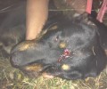 Διαμαρτυρία στις 5/7 στον Διόνυσο Αττικής για την εν ψυχρώ εκτέλεση 2 σκυλιών με όπλο