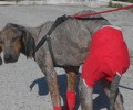 Ο Φαντομάς που βρέθηκε εξαθλιωμένος στο Στρατώνι Χαλκιδικής τα κατάφερε! Δείτε πόσο υπέροχος σκύλος είναι πια!