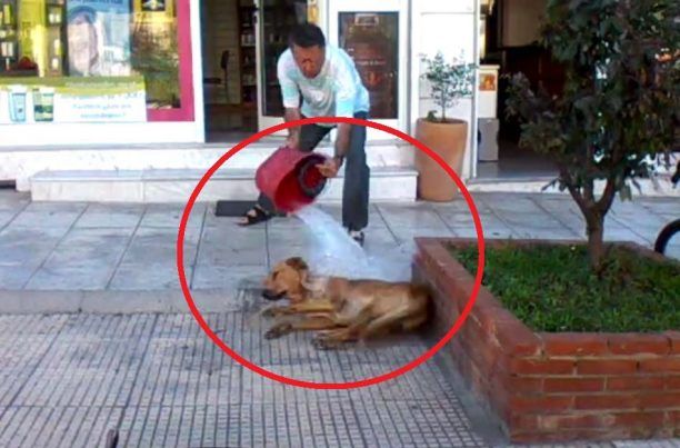 Θεσσαλονίκη: «Δρόσιζε» το σκυλί δηλώνει ο φαρμακοποιός που πετούσε νερό με τον κουβά στο αδέσποτο για να το διώξει