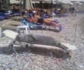 Γάλλος απείλησε με εξόντωση την φώκια που λιαζόταν σε ξαπλώστρα σε παραλία της Σάμου