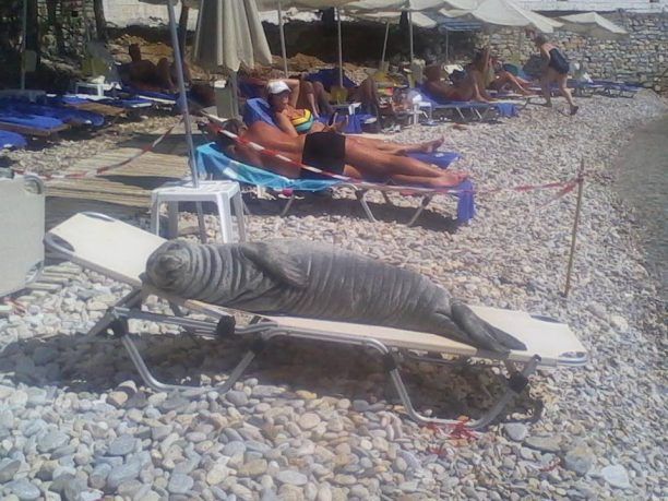 Γάλλος απείλησε με εξόντωση την φώκια που λιαζόταν σε ξαπλώστρα σε παραλία της Σάμου