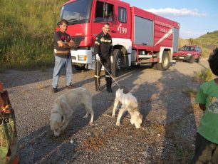 Ηλεία: Οι πυροσβέστες έσωσαν τα 5 σκυλιά που βρέθηκαν εγκλωβισμένα στο φράγμα Πηνειού (βίντεο)