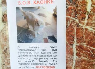 Χάθηκε άσπρη γάτα στον Νέο Κόσμο της Αθήνας