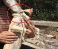 Σκυλιά δεμένα με σχοινί και σύρμα εγκαταλελειμμένα στους Γαργαλιάνους