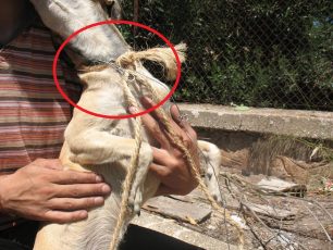 Σκυλιά δεμένα με σχοινί και σύρμα εγκαταλελειμμένα στους Γαργαλιάνους