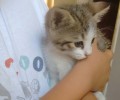 Πειραιάς: Οι πυροσβέστες έσωσαν το γατάκι που είχε εγκλωβιστεί στην σκεπή