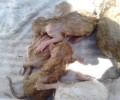 Πτολεμαΐδα: Βρήκαν τα νεογέννητα γατάκια πεταμένα ζωντανά στα σκουπίδια