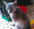 Βρέθηκε γάτα στη Λ. Μεσογείων στο Νέο Ψυχικό Αττικής