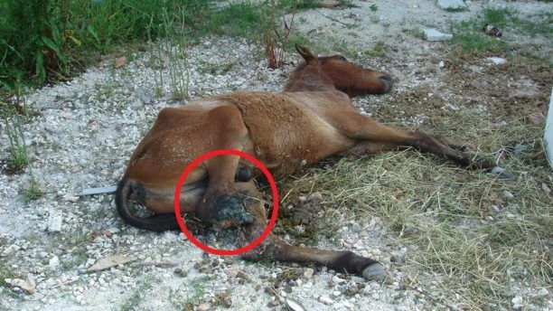 Έκκληση για την σωτηρία του ακρωτηριασμένου αλόγου που κείτεται αβοήθητο στον Δήμο Ζίτσας Ιωαννίνων