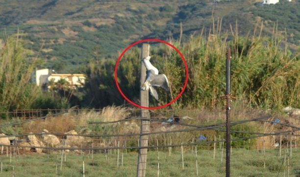 Νεκρός γλάρος – σκιάχτρο στον Κίσσαμο Χανίων