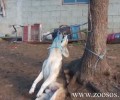 Αύριο η δίκη του άνδρα που απαγχόνισε τον σκύλο του στην Βλαχάβα Καλαμπάκας το 2012
