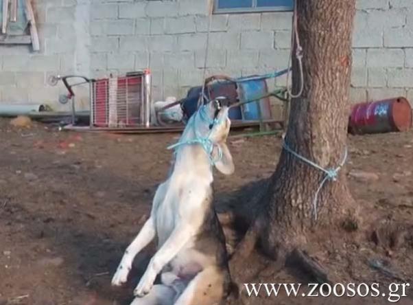 Αύριο η δίκη του άνδρα που απαγχόνισε τον σκύλο του στην Βλαχάβα Καλαμπάκας το 2012