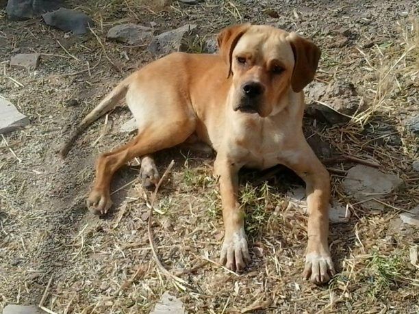 Κάλυμνος: Έσωσε το σκελετωμένο σκυλί