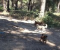 Έκκληση για την σίτιση των 70 σκυλιών που κάποιος εγκατέλειψε στην Κουρούτα Αμαλιάδας (βίντεο)