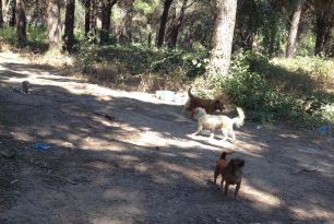 Έκκληση για την σίτιση των 70 σκυλιών που κάποιος εγκατέλειψε στην Κουρούτα Αμαλιάδας (βίντεο)