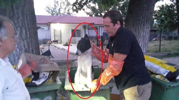 Πετούν τα πτώματα των σκύλων του Δημοτικού Κυνοκομείου Σερρών στα σκουπίδια